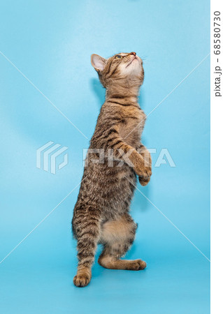 beautiful gray kitten stands on its hind legs 68580730
