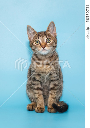 Portrait of a beautiful gray kitten 68580731