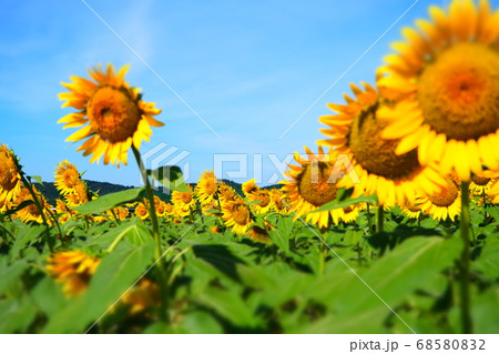青空とヒマワリ 68580832