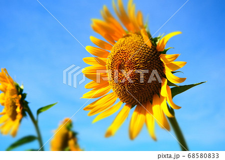 青空とヒマワリ 68580833