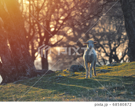 Flock of sheep on fresh spring green meadow during 68580872