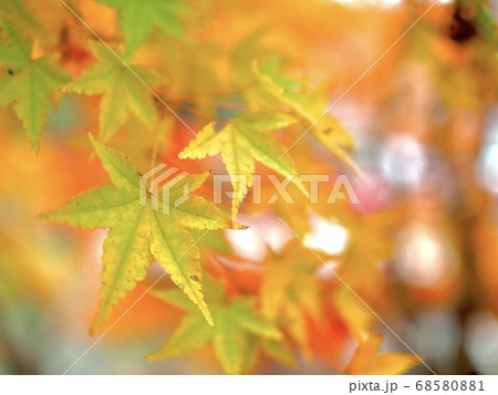 愛媛県大洲市白滝公園の紅葉 68580881