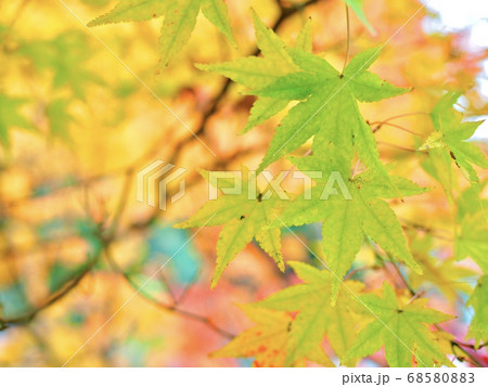 愛媛県大洲市白滝公園の紅葉 68580883