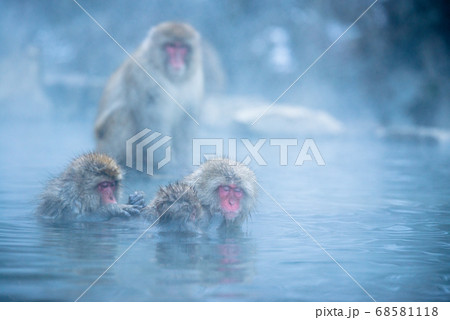 温泉に浸かるニホンザル 冬の地獄谷の猿 68581118