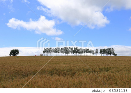 北海道 美瑛 丘の風景 北海道 美瑛 丘の風景 68581153