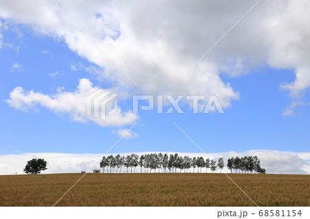 北海道 美瑛 丘の風景 北海道 美瑛 丘の風景 68581154