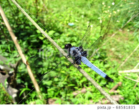 シオカラトンボ シオカラトンボ 68581835