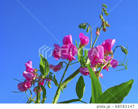 Flowers with water drops, sweet peas 68583147