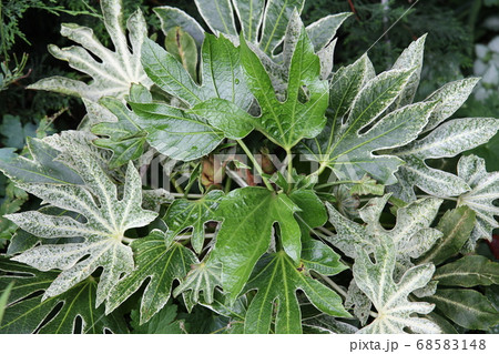 日陰に強い ヤツデ スパイダーウェブ 日陰に強い ヤツデ スパイダーウェブ 68583148