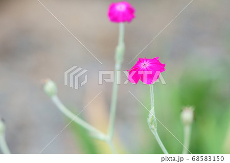 すいせんのう 68583150