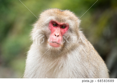 ニホンザルの自由で楽しい暮らしのポートレート 猿のかわいい姿の写真素材 6856