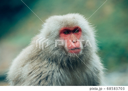 ニホンザルの自由で楽しい暮らしのポートレート 猿のかわいい姿の写真素材