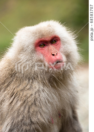 ニホンザルの自由で楽しい暮らしのポートレート 猿のかわいい姿の写真素材