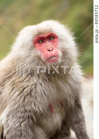 ニホンザルの自由で楽しい暮らしのポートレート 猿のかわいい姿の写真素材
