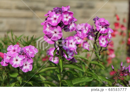 二色咲 宿根フロックス 二色咲 宿根フロックス 68583777