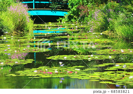 【高知県】睡蓮が咲くモネの庭の池 68583821