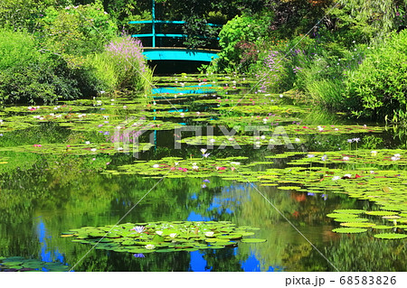 【高知県】睡蓮が咲くモネの庭の池 68583826
