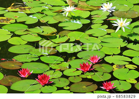 【高知県】モネの庭の睡蓮 68583829