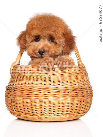 Toy Poodle Puppy On White Backgroundの写真素材