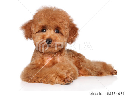 Toy Poodle puppy lying on white background Toy Poodle puppy lying on white background 68584081