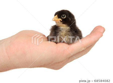 Man holds black chick in hands 68584082