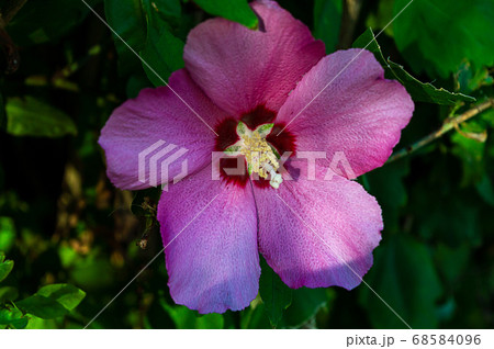 pink hybiscus syracusan flower front pink hybiscus syracusan flower front 68584096