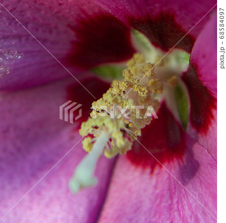 pink hybiscus syracusan flower macro pink hybiscus syracusan flower macro 68584097