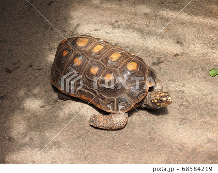 アカアシガメの写真素材