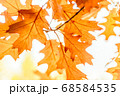 Yellow oak leaves against the sun, change of season 68584535