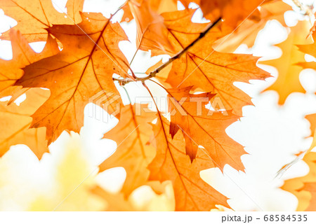 Yellow oak leaves against the sun, change of season 68584535