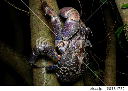 木に登るヤシガニ 68584722