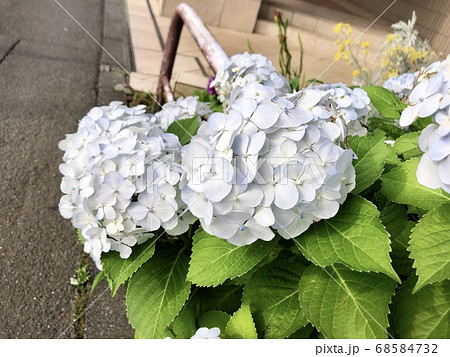 Image of White Japanese hydrangea in full bloom