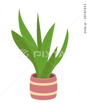 Decorative green plant with long leaves in ceramic pot, pot with houseplant. Home interior plant Decorative green plant with long leaves in ceramic pot, pot with houseplant. Home interior plant 68585843