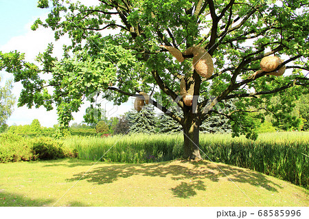 Sprawling oak tree with hornet's nest near lake Sprawling oak tree with hornet's nest near lake 68585996