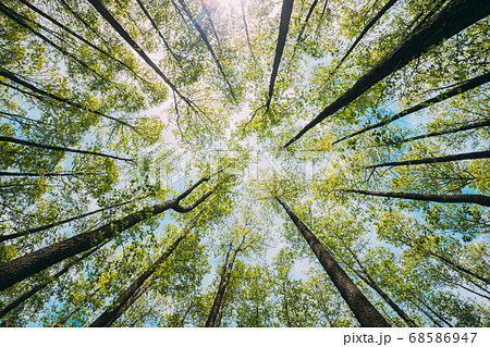 Looking Up In Beautiful Pine Deciduous Forest Trees Woods Canopy. Bottom View Wide Angle Background. Greenwood Forest. Trunks And Branches With Fresh Spring Lush Looking Up In Beautiful Pine Deciduous Forest Trees Woods Canopy. Bottom View Wide Angle Background. Greenwood Forest. Trunks And Branches With Fresh Spring Lush 68586947