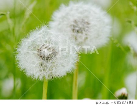 Dandelion abstract background. Shallow depth of field 68587393