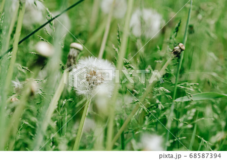 Dandelion abstract background. Shallow depth of field Dandelion abstract background. Shallow depth of field 68587394