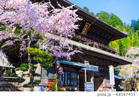 身延山久遠寺・三門/山門と満開の桜(山梨県南巨摩郡身延町)2020年3月春 身延山久遠寺・三門/山門と満開の桜(山梨県南巨摩郡身延町)2020年3月春 68587455