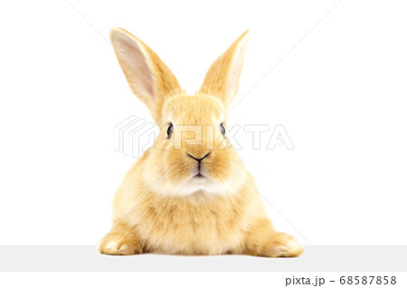 A cute rabbit looking at a signboard. 68587858