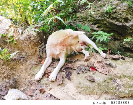 フィリピン・野生の犬 68588303