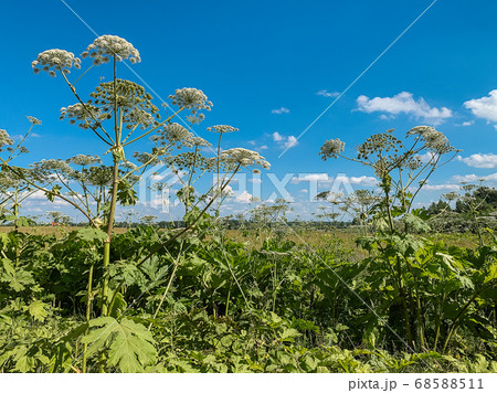 Heracleum sosnovskyi inflorescence on blue sky background. Heracleum sosnovskyi inflorescence on blue sky background. 68588511