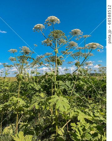 Heracleum sosnovskyi inflorescence on blue sky background. Heracleum sosnovskyi inflorescence on blue sky background. 68588512