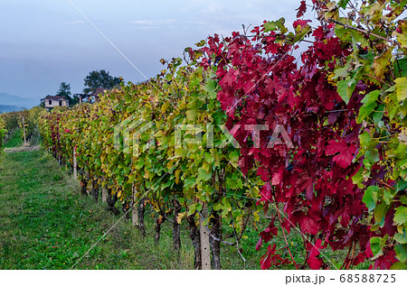 Vineyard of Langhe in autumn Vineyard of Langhe in autumn 68588725