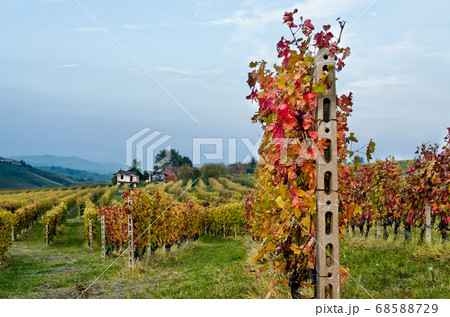 Vineyard of Langhe in autumn Vineyard of Langhe in autumn 68588729