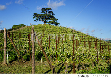 secular cedar of La Morra 68588739