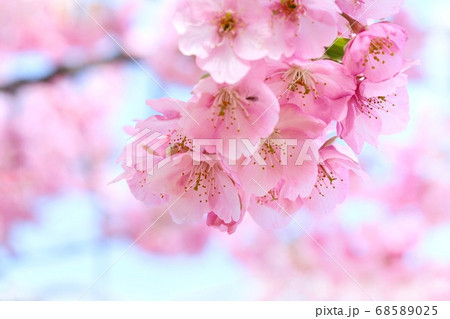 城山さくら　花のクローズアップ　伊豆の国市 68589025