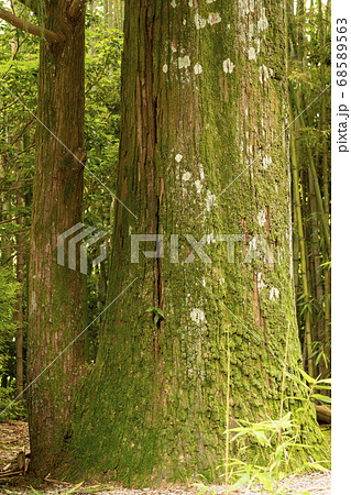 苔の生えた杉の樹皮 68589563