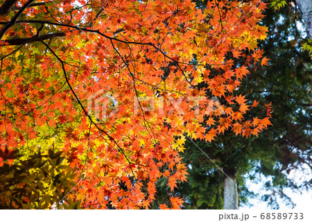 京都 圓光寺の紅葉 京都 圓光寺の紅葉 68589733