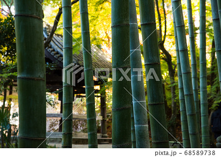 京都 圓光寺の紅葉 68589738