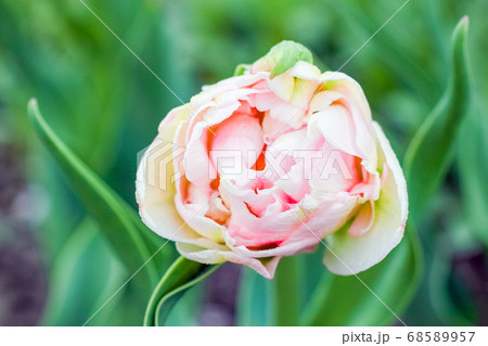 Bud of a Tulip on a beautiful background of macro 68589957